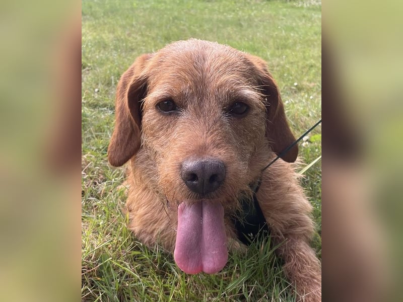 Gutmütiger Basset fauve d.B. IWO - 7 Jahre
