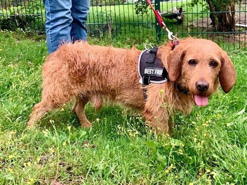 Gutmütiger Basset fauve d.B. IWO - 7 Jahre