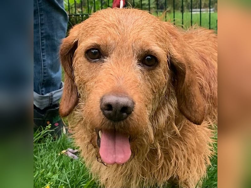 Gutmütiger Basset fauve d.B. IWO - 7 Jahre
