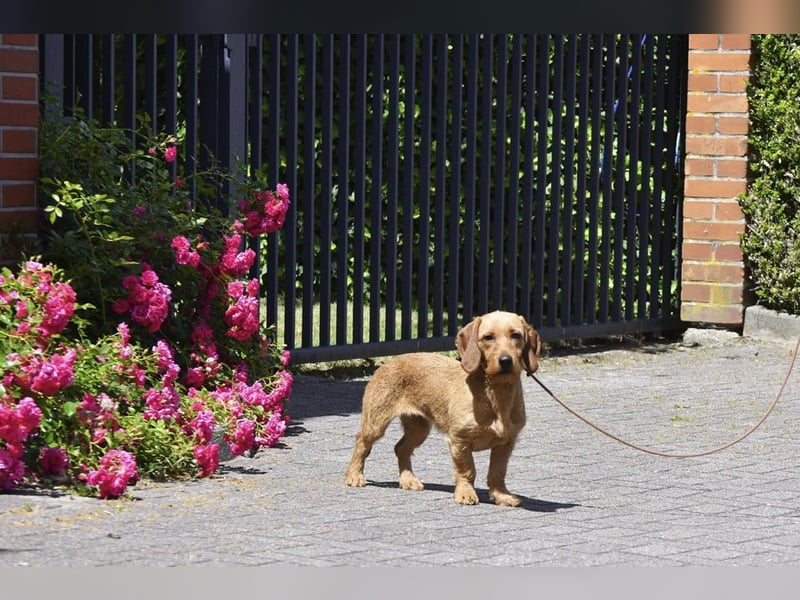 Luigi sucht ein schönes zuhause