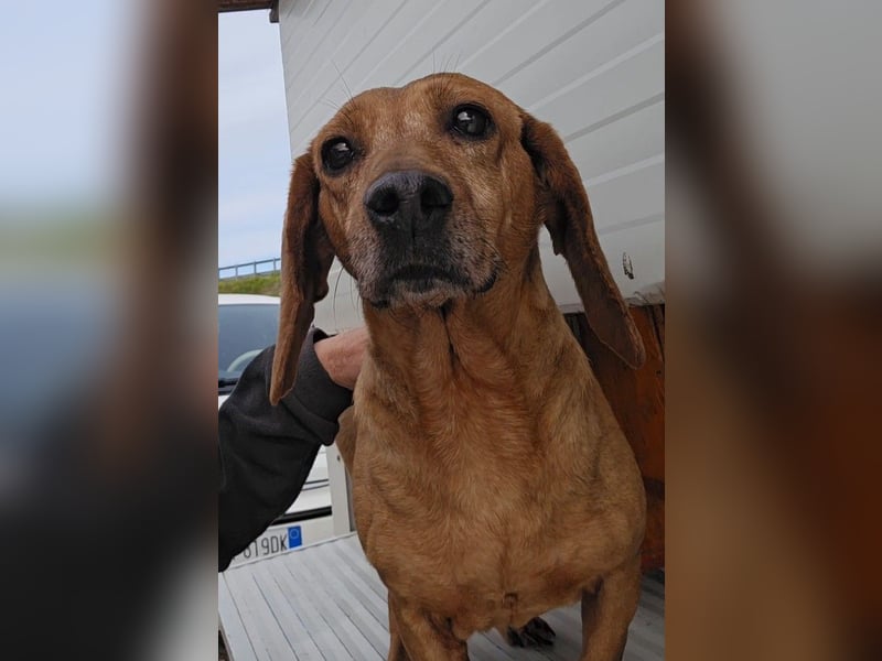 Verdiana: Körbchen für Hunde-Omi gesucht