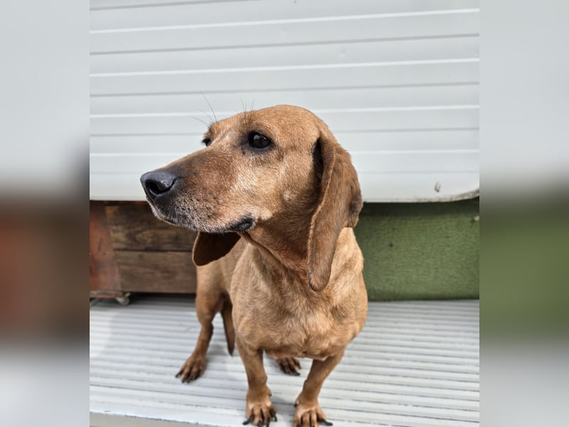 Verdiana: Körbchen für Hunde-Omi gesucht