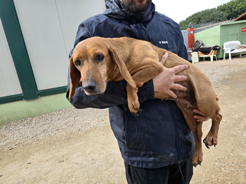 Verdiana: Körbchen für Hunde-Omi gesucht