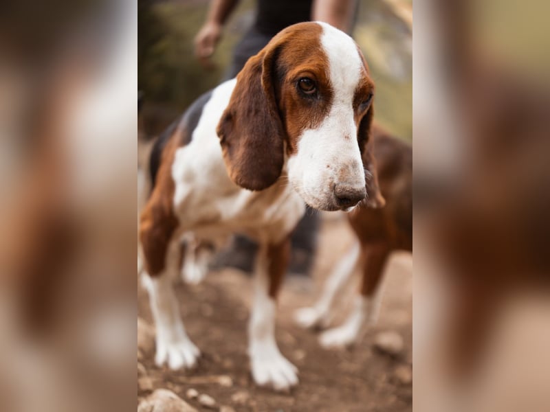 Basset-Mix Dame Nada ❤️ fröhlich, verspielt + verschmust