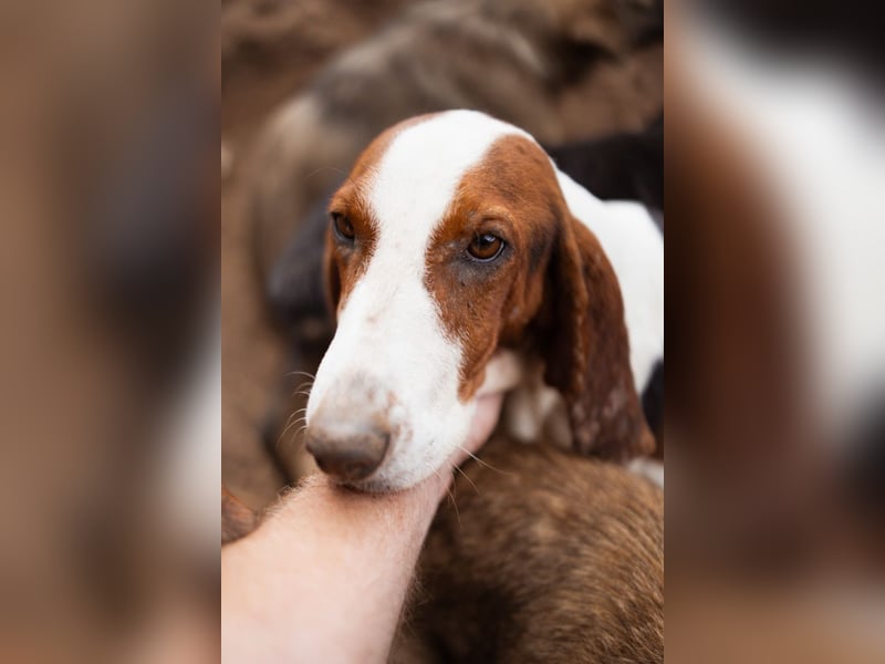 Basset-Mix Dame Nada ❤️ fröhlich, verspielt + verschmust