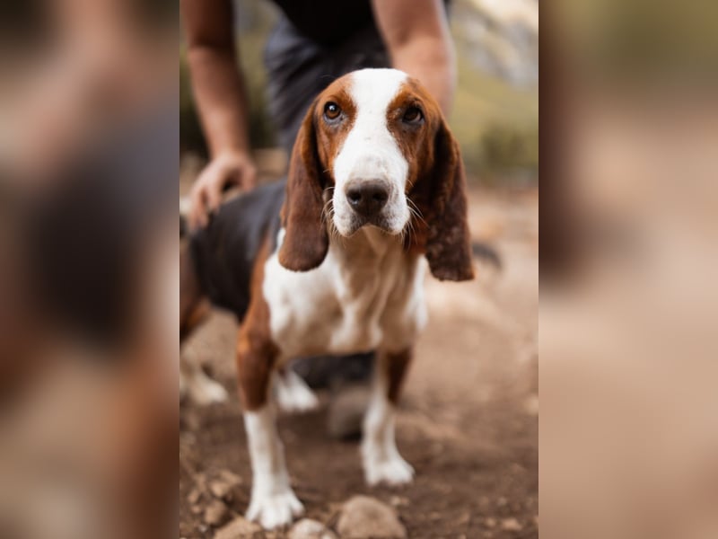 Basset-Mix Dame Nada ❤️ fröhlich, verspielt + verschmust