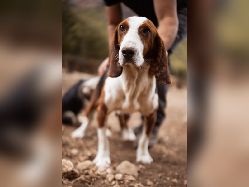 Basset-Mix Dame Nada ❤️ fröhlich, verspielt + verschmust