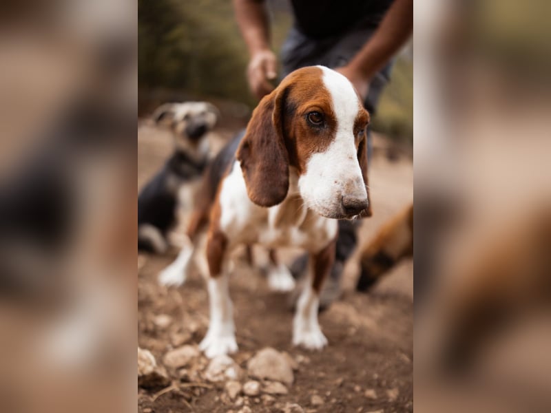 Basset-Mix Dame Nada ❤️ fröhlich, verspielt + verschmust