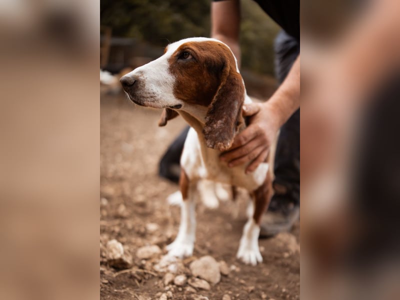 Basset-Mix Dame Nada ❤️ fröhlich, verspielt + verschmust