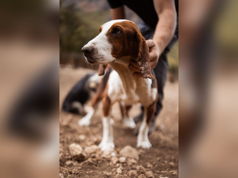 Basset-Mix Dame Nada ❤️ fröhlich, verspielt + verschmust