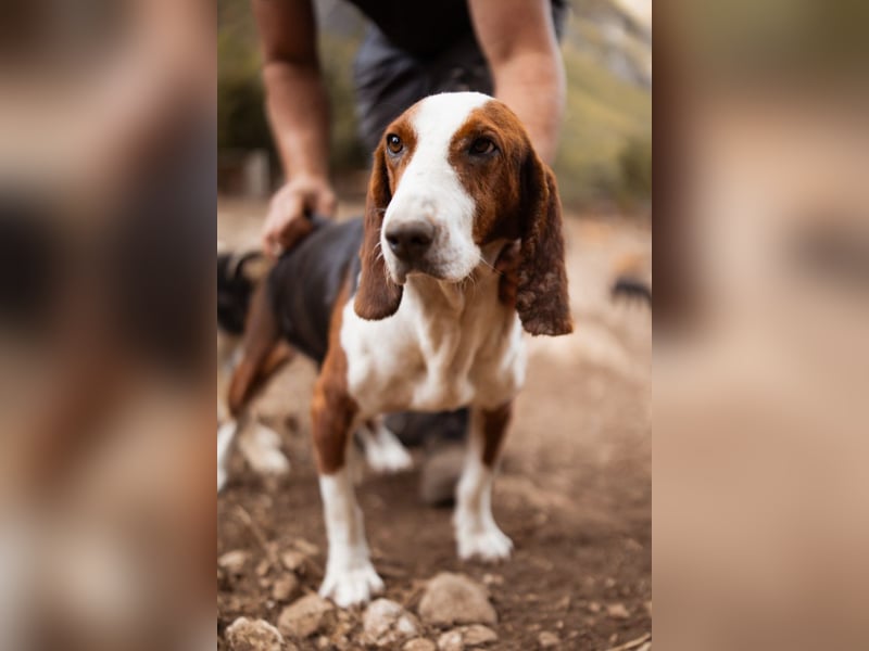 Basset-Mix Dame Nada ❤️ fröhlich, verspielt + verschmust