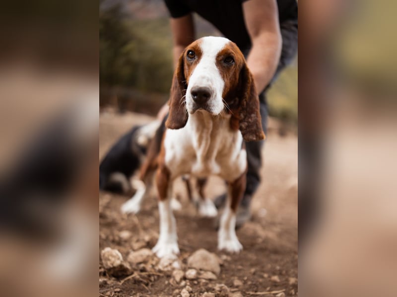 Basset-Mix Dame Nada ❤️ fröhlich, verspielt + verschmust