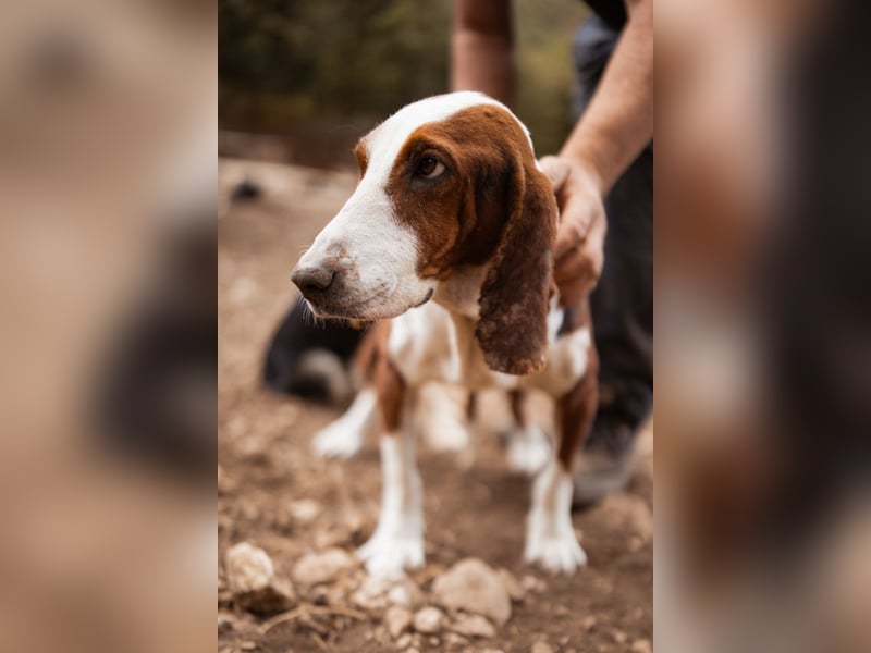 Basset-Mix Dame Nada ❤️ fröhlich, verspielt + verschmust