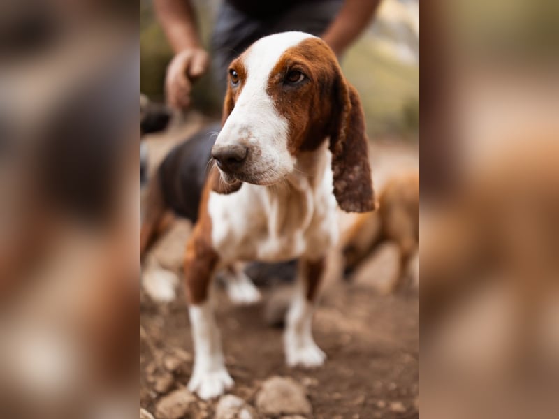 Basset-Mix Dame Nada ❤️ fröhlich, verspielt + verschmust