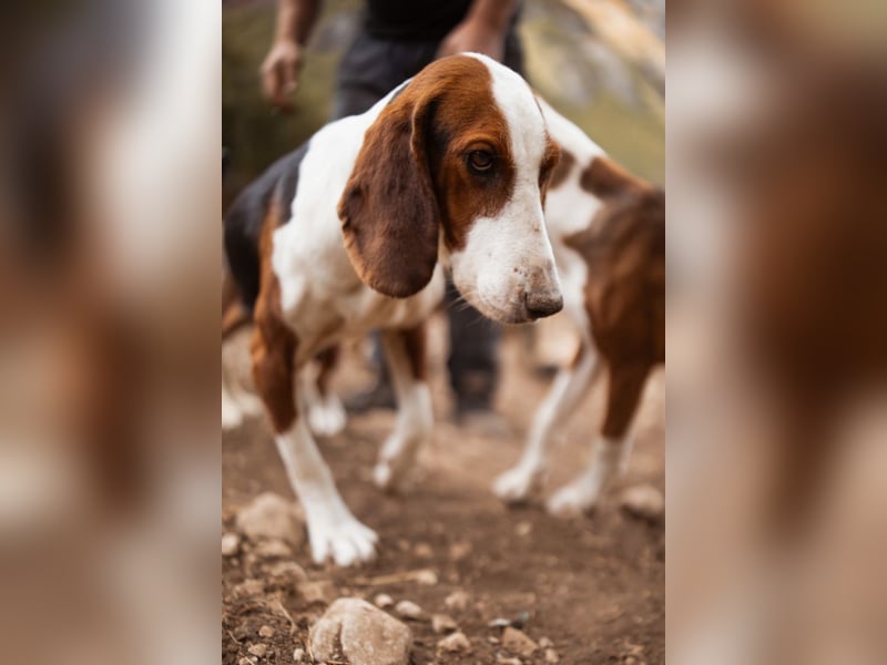 Basset-Mix Dame Nada ❤️ fröhlich, verspielt + verschmust