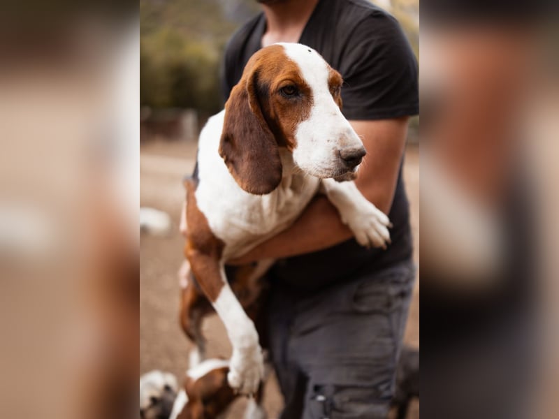 Basset-Mix Dame Nada ❤️ fröhlich, verspielt + verschmust