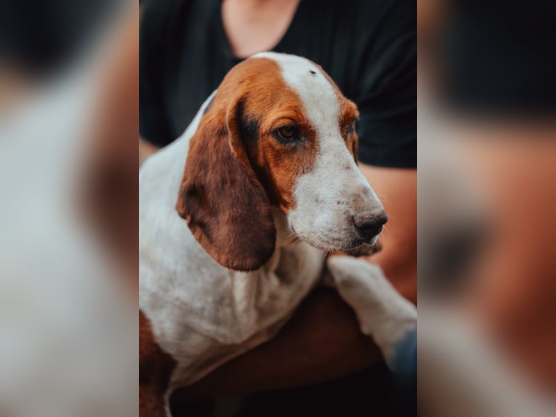 Basset-Mix Dame Nada ❤️ fröhlich, verspielt + verschmust