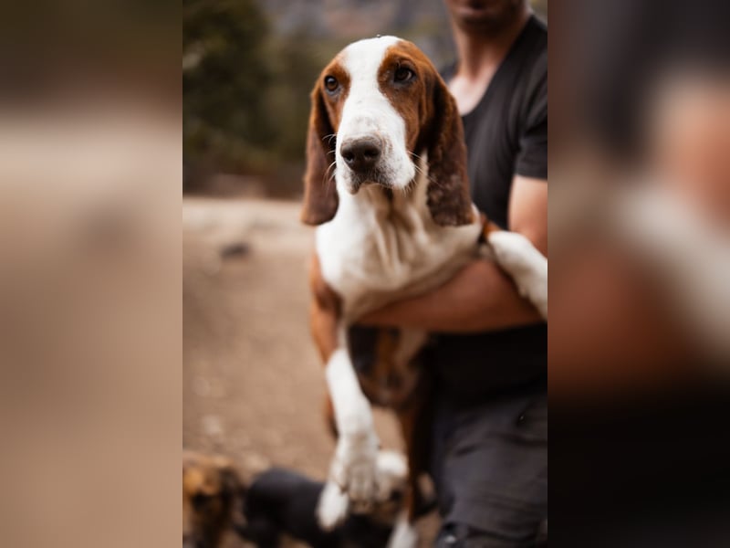 Basset-Mix Dame Nada ❤️ fröhlich, verspielt + verschmust