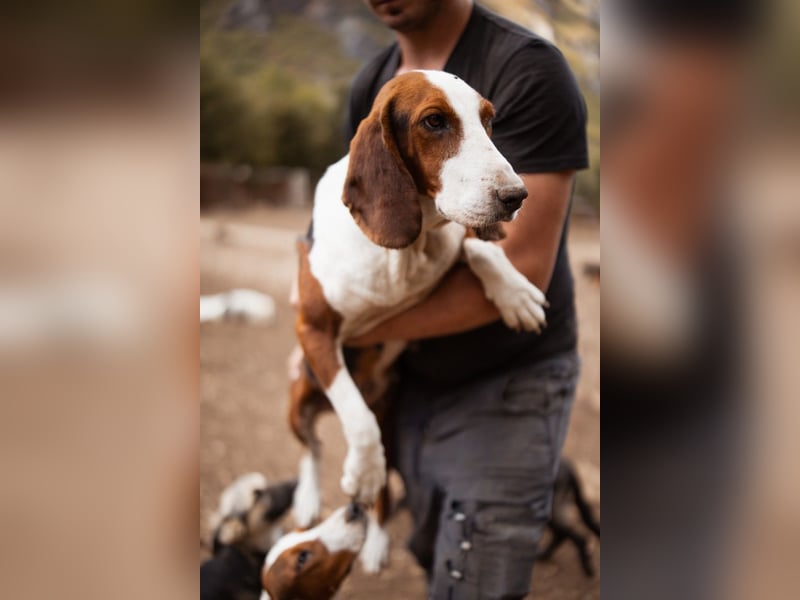 Basset-Mix Dame Nada ❤️ fröhlich, verspielt + verschmust