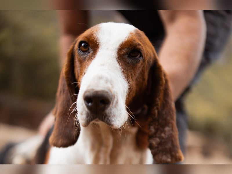 Basset-Mix Dame Nada ❤️ fröhlich, verspielt + verschmust