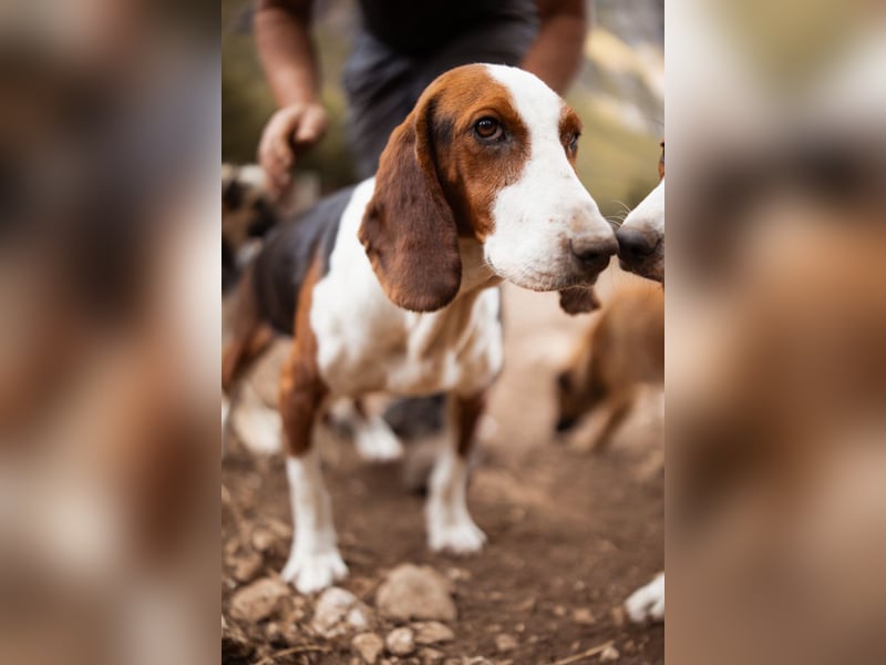 Basset-Mix Dame Nada ❤️ fröhlich, verspielt + verschmust