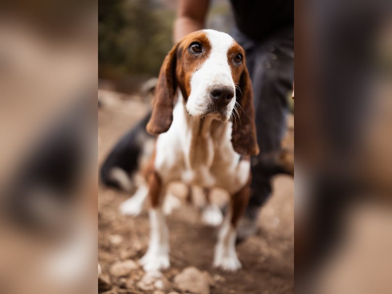 Basset-Mix Dame Nada ❤️ fröhlich, verspielt + verschmust