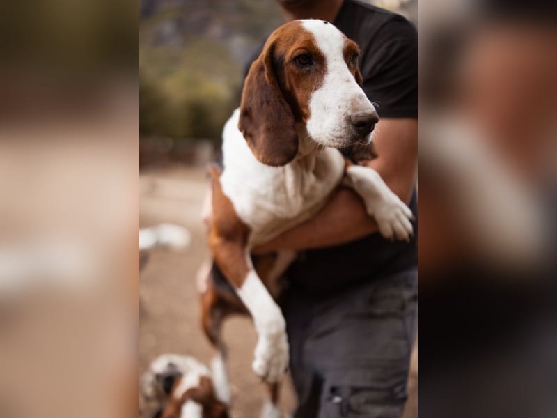Basset-Mix Dame Nada ❤️ fröhlich, verspielt + verschmust