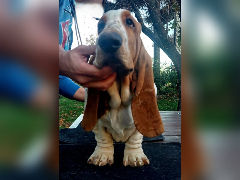 Basset Hound-Welpe