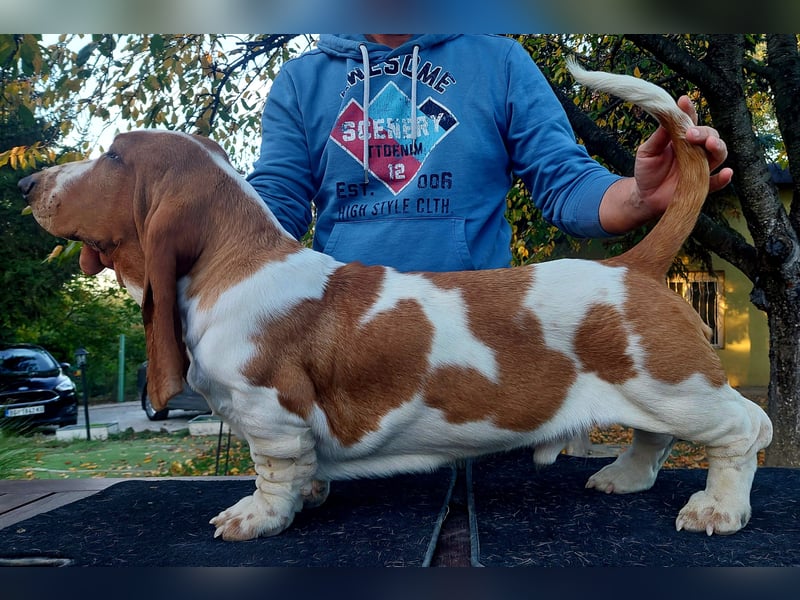 Basset Hound-Welpe