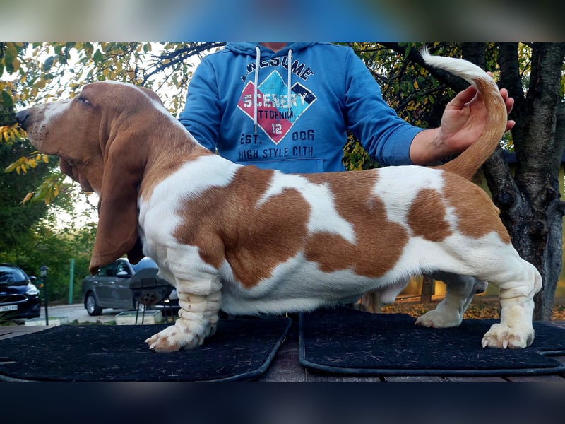 Basset Hound-Welpe