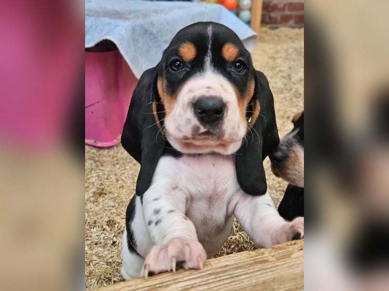 Basset Welpen(französische) sportlich und schlank mit Papieren, Ab Ende Januar