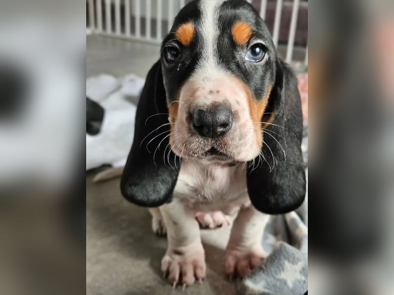 Basset Welpen(französische) sportlich und schlank mit Papieren, Ab Ende Januar