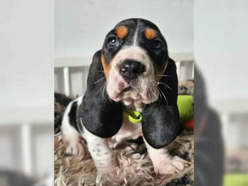 Basset Welpen(französische) sportlich und schlank mit Papieren, Ab Ende Januar