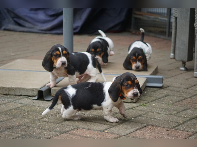 Basset Welpen sportlich und schlank mit Papieren, Ab Ende Januar