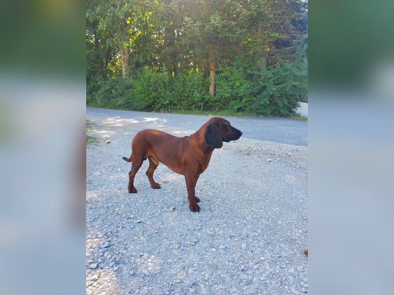 Bayerische Gebirgsschweißhund Welpen BGS Welpen mit Papieren