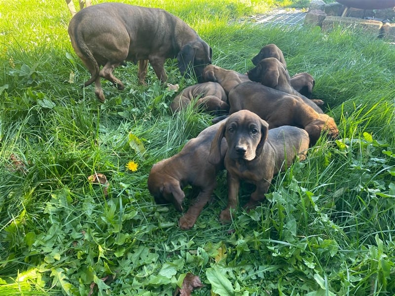 Bayerischer Gebirgsschweißhund Welpen BGS Hündinnen