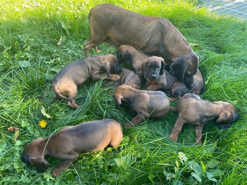 Bayerischer Gebirgsschweißhund Welpen BGS Hündinnen