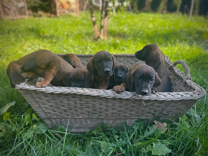 Bayerischer Gebirgsschweißhund Welpen BGS Hündinnen