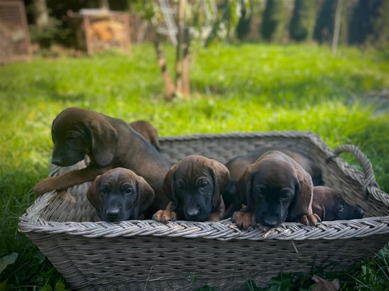 Bayerischer Gebirgsschweißhund Welpen BGS Hündinnen