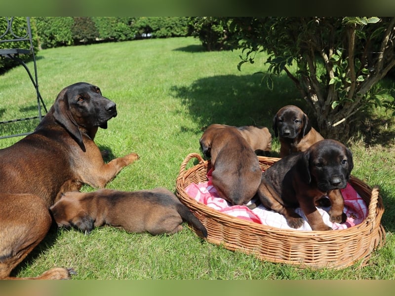 bayerische Gebirgsschweißhunde-Welpen