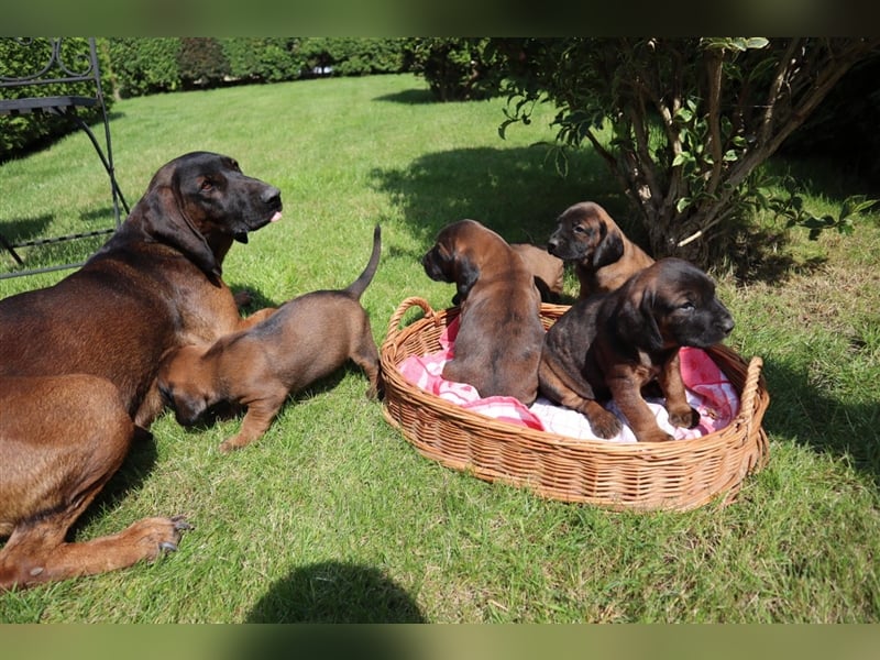 bayerische Gebirgsschweißhunde-Welpen