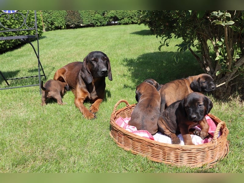 bayerische Gebirgsschweißhunde-Welpen