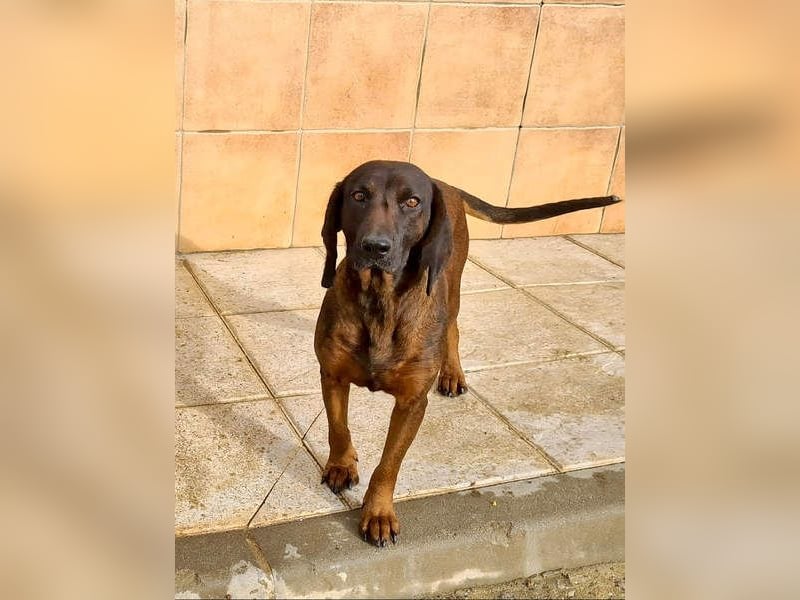 NUBIA-liebenswürdig, sanft, freundlich, höflich, unaufgeregt fehlt nur noch ein  liebevolles Zuhause