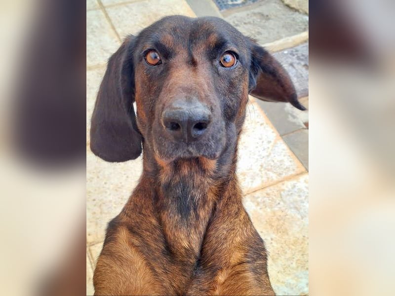 NUBIA-liebenswürdig, sanft, freundlich, höflich, unaufgeregt fehlt nur noch ein  liebevolles Zuhause