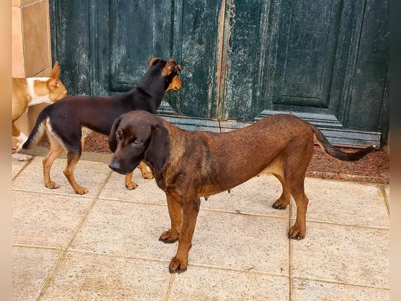 NUBIA-liebenswürdig, sanft, freundlich, höflich, unaufgeregt fehlt nur noch ein  liebevolles Zuhause