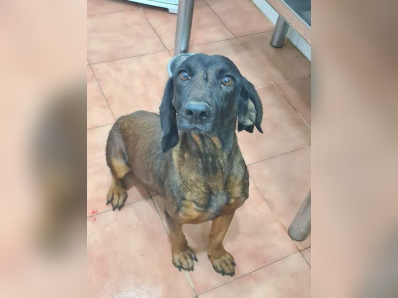 NUBIA-liebenswürdig, sanft, freundlich, höflich, unaufgeregt fehlt nur noch ein  liebevolles Zuhause