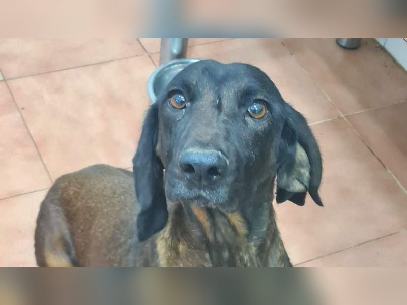 NUBIA-liebenswürdig, sanft, freundlich, höflich, unaufgeregt fehlt nur noch ein  liebevolles Zuhause