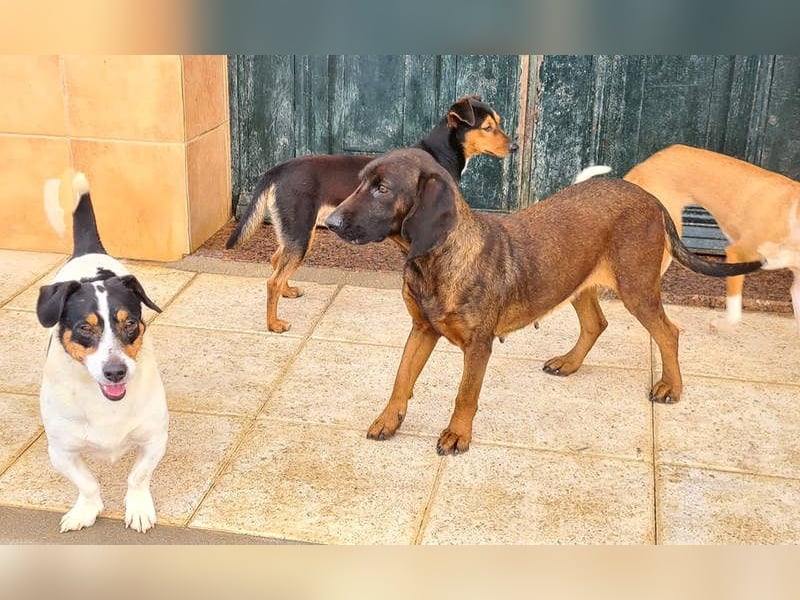 NUBIA-liebenswürdig, sanft, freundlich, höflich, unaufgeregt fehlt nur noch ein  liebevolles Zuhause