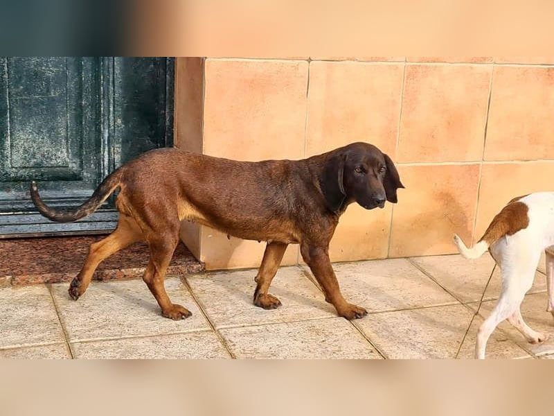 NUBIA-liebenswürdig, sanft, freundlich, höflich, unaufgeregt fehlt nur noch ein  liebevolles Zuhause