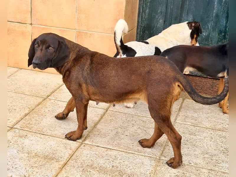 NUBIA-liebenswürdig, sanft, freundlich, höflich, unaufgeregt fehlt nur noch ein  liebevolles Zuhause